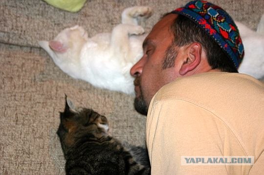 Котовторник - С праздником, котоводы!
