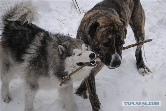 А собаки не хуже..