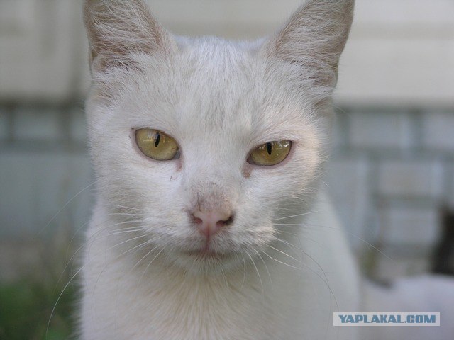 Первый котовторник июля