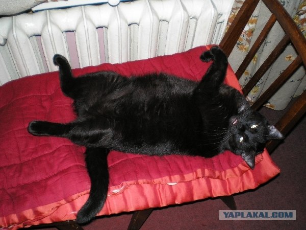 Котовторник! 11.10.11
