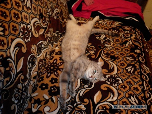Котовторник 17 января