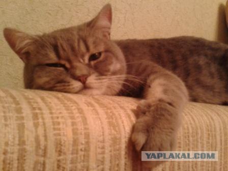 Котовторник  от 3.04.2012