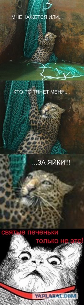 Спасение "мокрой киски"