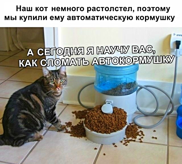 Картинки с надписями с котами и про котов