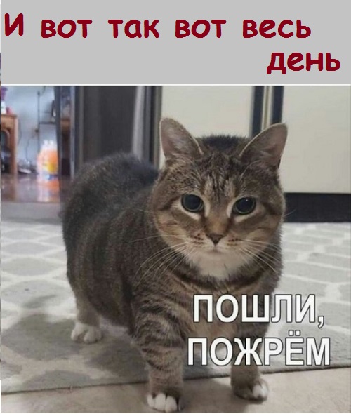 Картинки с котами и про котов