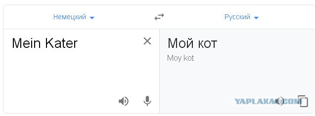 Помогите вернуть кота! Приют "Преданное сердце" украл кота и не отдает!-2