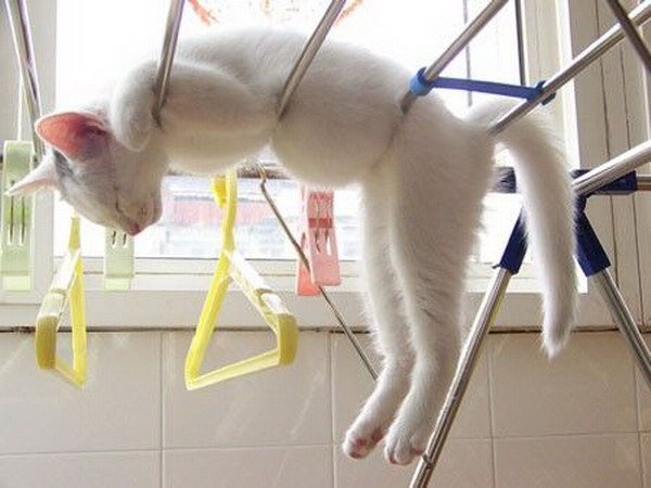 Кот моется