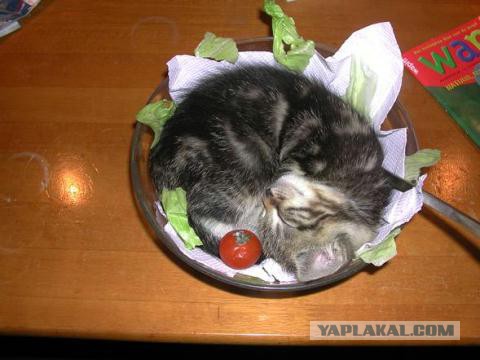 Всемирный день кошек