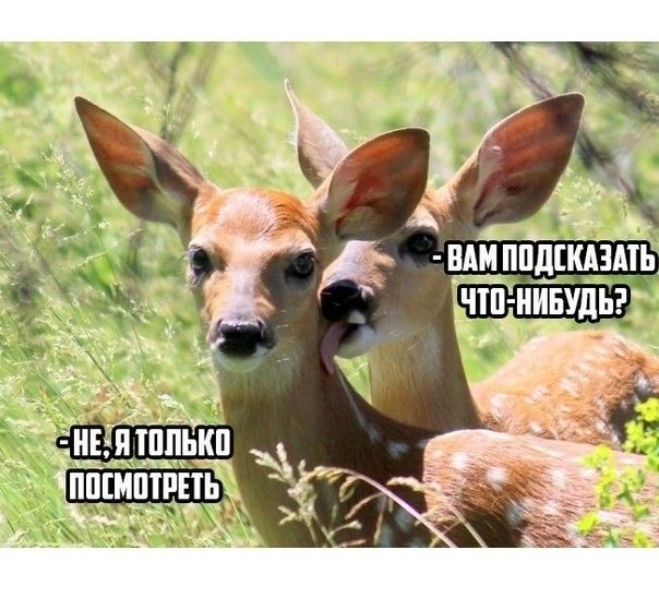 Подеградируем, побаяним...