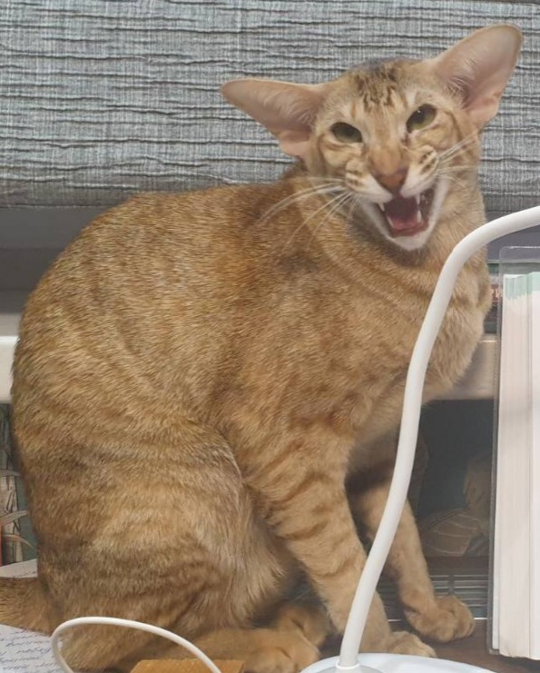 Котики не имеют национальности!!