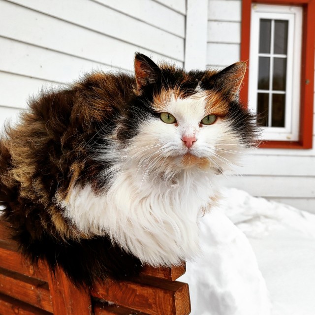 Котовторник ведь начался!