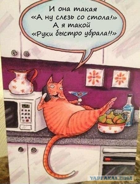 Почему кошки до сих пор полностью не приручены человеком?