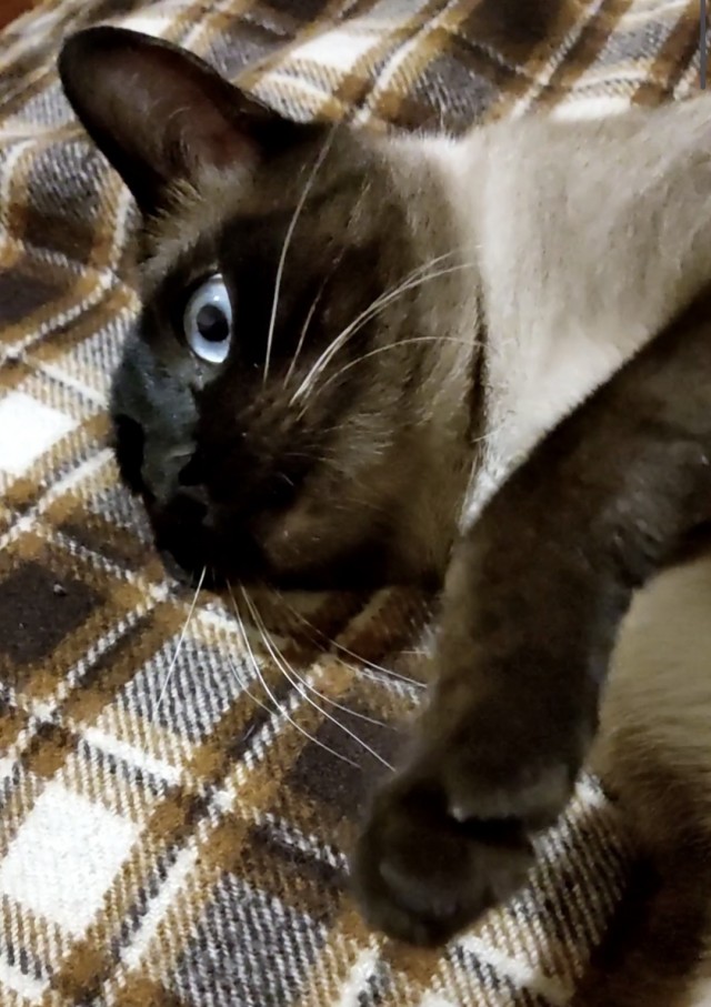 Котовторник