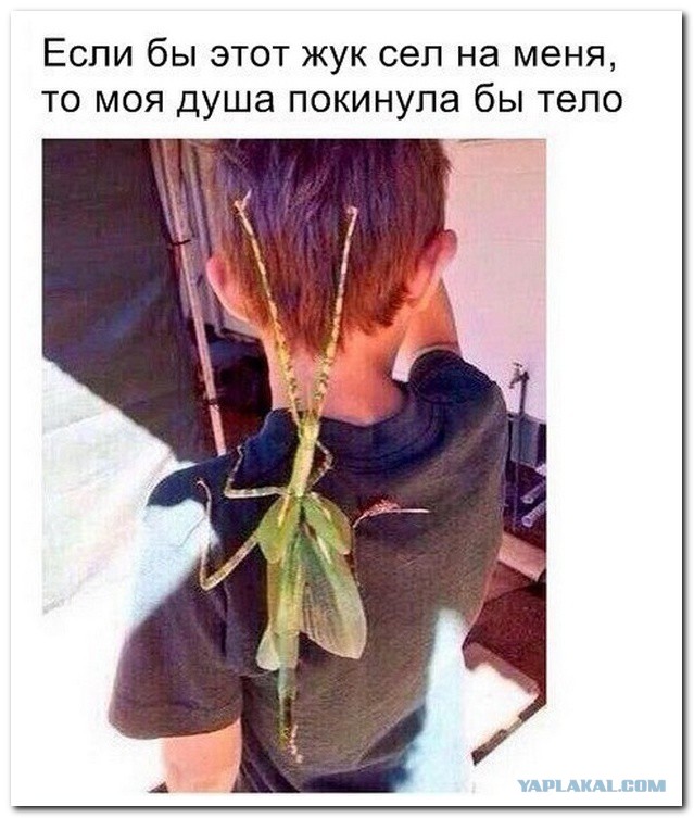 Ночная бабочка из Австралии