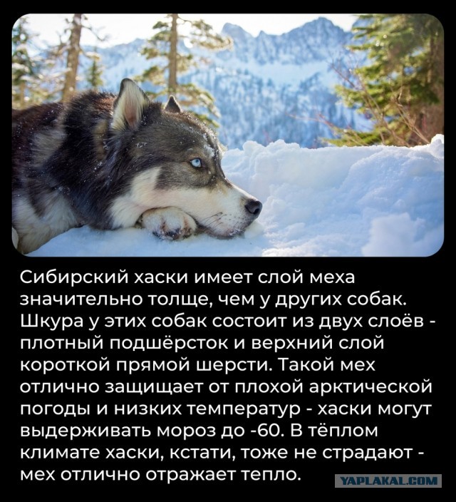 Всячина
