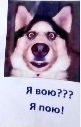 Хаски- это вам не просто там
