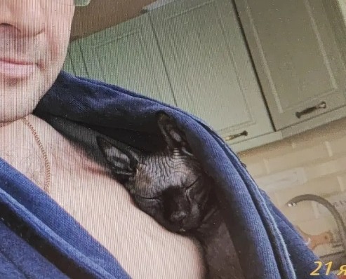 Коты прилипалы