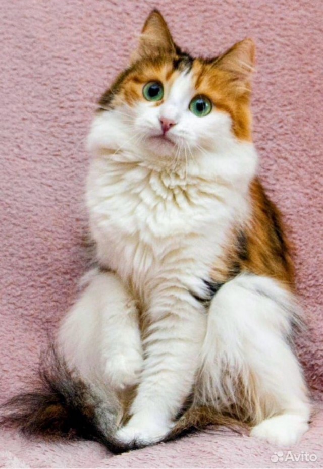 Подборка кошачьих, которые стали никому не нужны