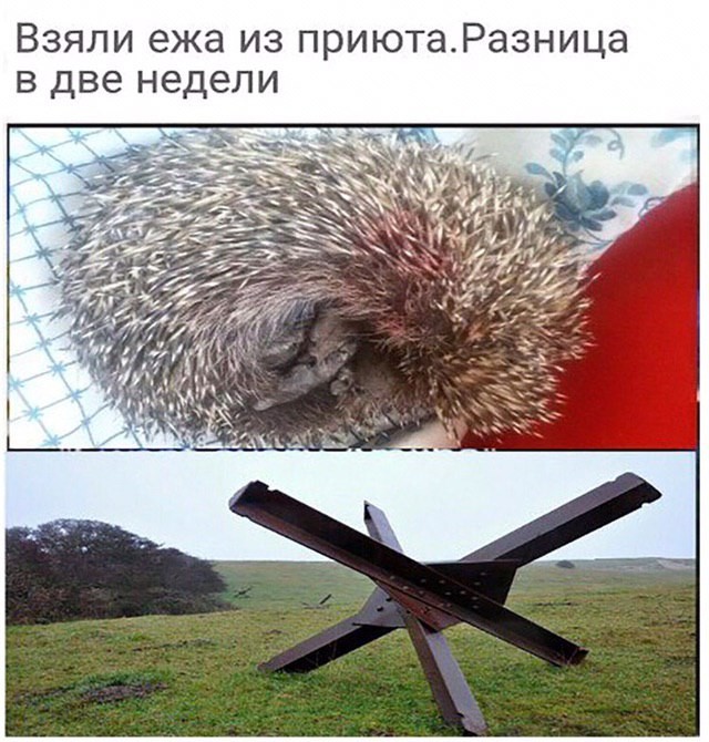 Картиночки, баянчики 26 июня