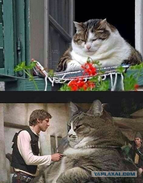 Весёлые картинки. Разбавим будни