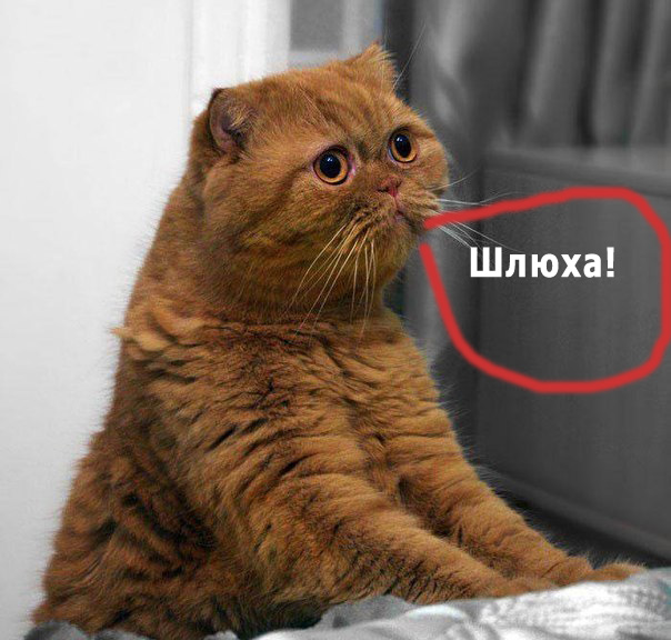 С котами шутки плохи!