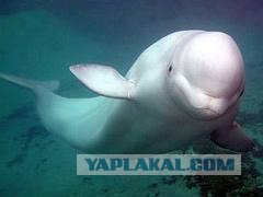 Как покупают самолеты