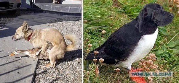 Очередная порция картинок из сети