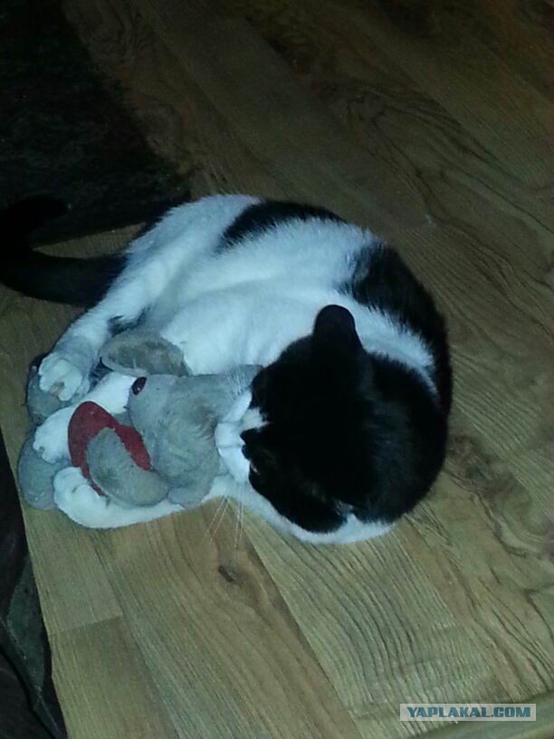 Котовторник