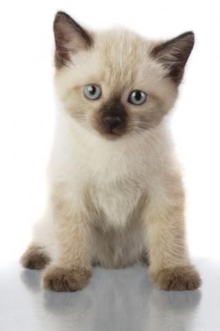 Хоть и не котовторник