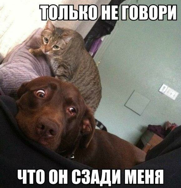 Подборка забавных картинок