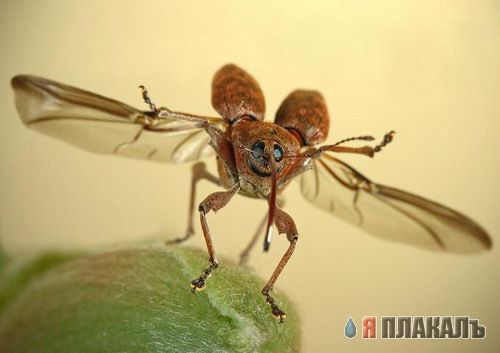 НАСЕКОМЫЕ. Мухи, бабочки, мотыльки, моль, и все летающие твари, пауки