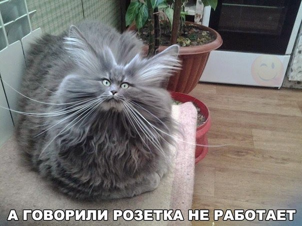 Мохнатые беспредельщики