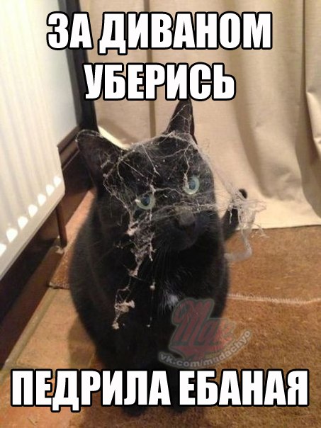 Коты попавшие в непростую жизненную ситуацию