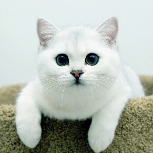 Коты и Кошки