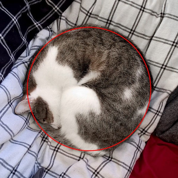 Коты и Кошки