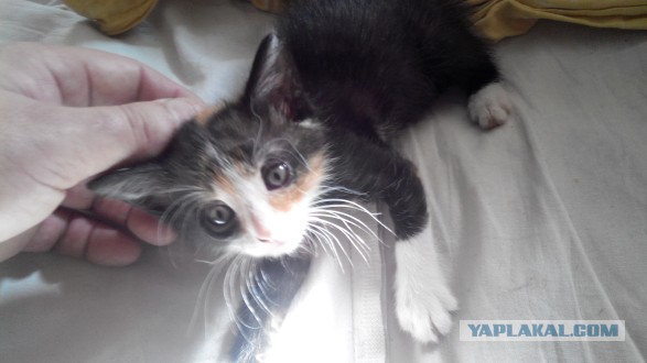 Котовторник 16.05.2017