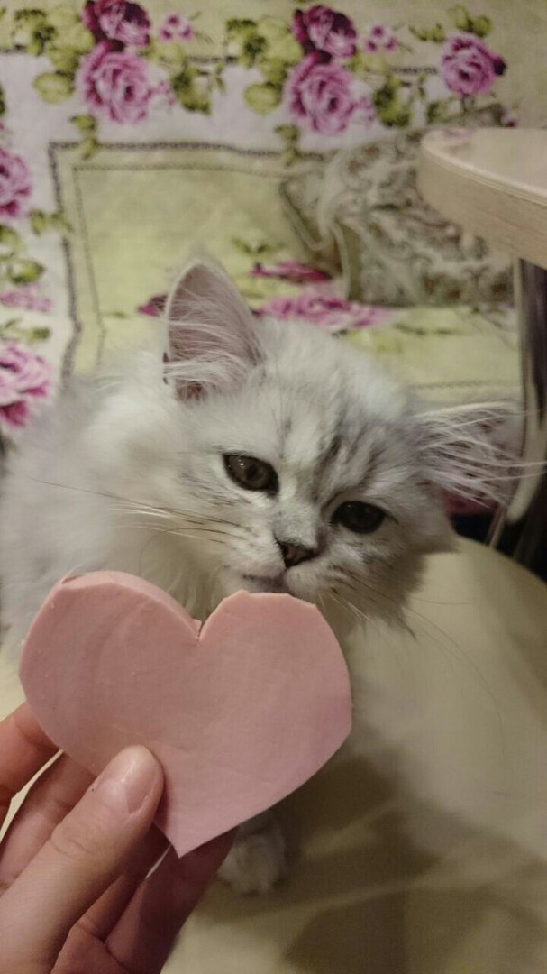 Коты и Кошки
