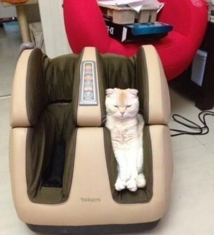 Коты и Кошки
