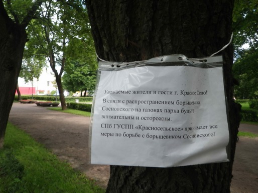 Как борщевик победил Россию