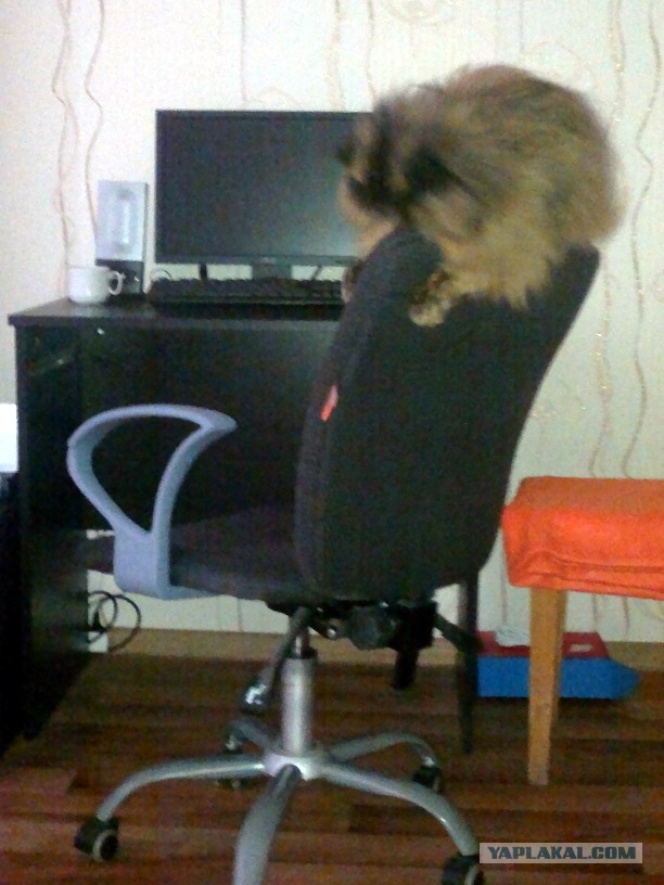 Котовторник 1.08.17