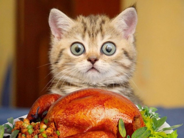 Коты и Кошки