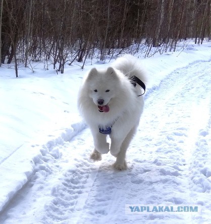 С Первым Снегом!