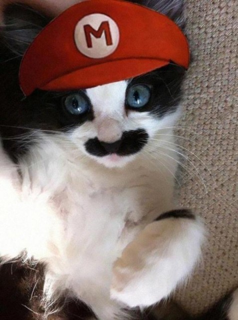 Коты и Кошки