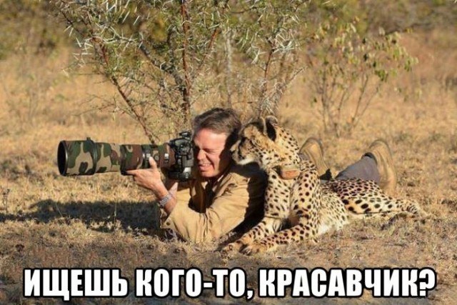 Гепард: между кошкой и собакой