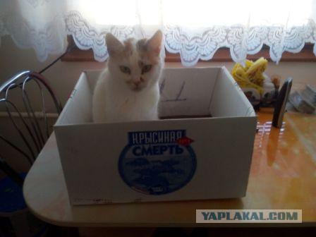 Котовторник 27.02.2018 наступил!