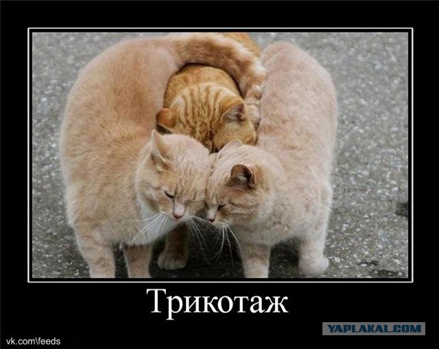 Этот котик физически не способен плохо получиться на снимке, как бы ни старался его хозяин