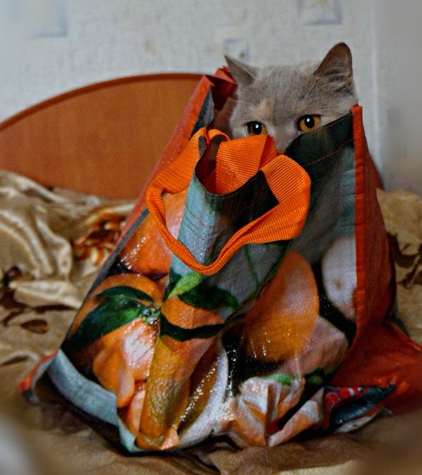 Котовторник ждали? А вот и он!