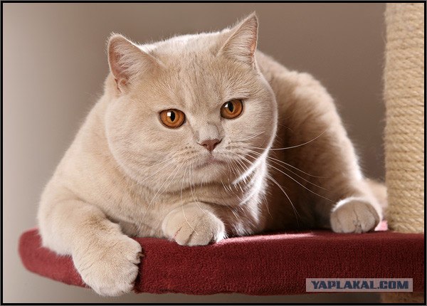 Даёшь Котовторник на ЯПе! (29.07.08)