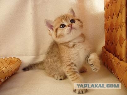 Котовторник (16.09.08)