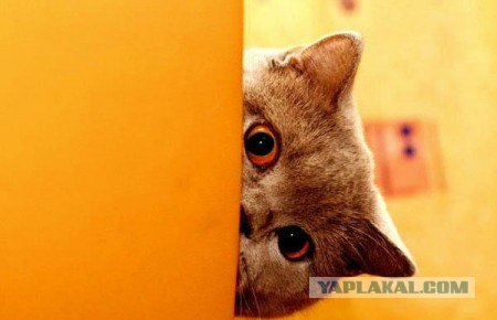 Котовторник: Кошки гаваны и другие!